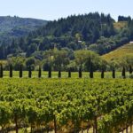 Unlock Funding Opportunities: Sonoma County Arts Grants Now Available for Creative Event Organizers!