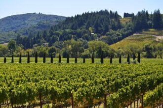 Unlock Funding Opportunities: Sonoma County Arts Grants Now Available for Creative Event Organizers!