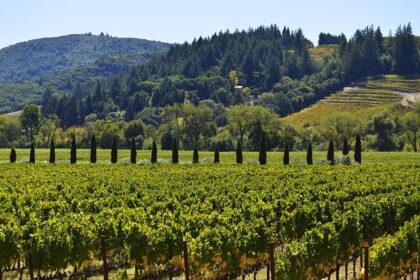 Unlock Funding Opportunities: Sonoma County Arts Grants Now Available for Creative Event Organizers!