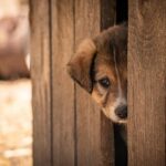 Find Your Furry Valentine: Enjoy Free Big Dog Adoptions This Weekend in Oakland!