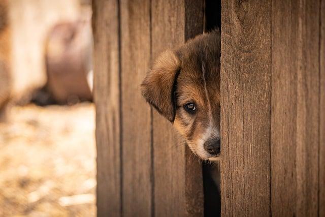 Find Your Furry Valentine: Enjoy Free Big Dog Adoptions This Weekend in Oakland!