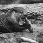 Unleashing the Power of Liberal Arts: Lessons from Sea Otter Restoration