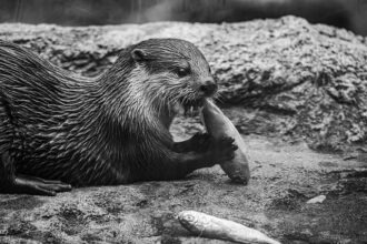 Unleashing the Power of Liberal Arts: Lessons from Sea Otter Restoration