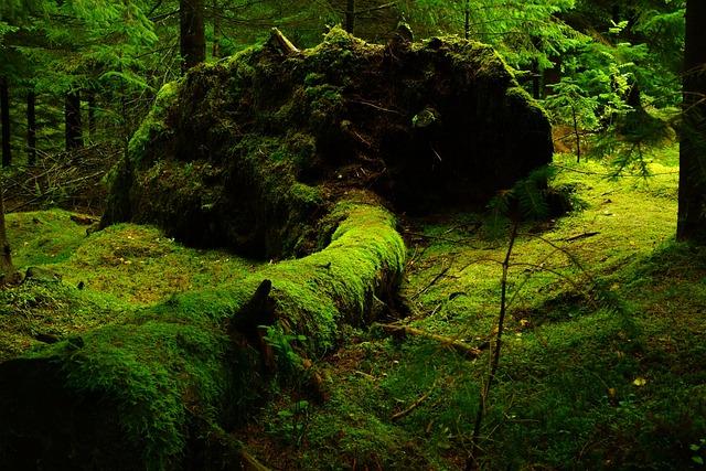 Fallen Tree Sparks Major Power Outage in St. Helena