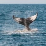 Monterey Officials Warn Residents: Beware of Phishing Scam Targeting Your Home and Permit Details!