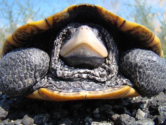 Epic Clash: Arizona Diamondbacks Take on San Francisco Giants – Unforgettable Highlights and Key Moments!