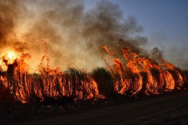 Unexpected Twist Thwarts Newsom’s Bold Strategy to Tackle Utility Wildfire Risks Unexpected Twist Thwarts Newsom’s Bold Strategy to Tackle Utility Wildfire Risks