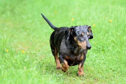 Championing Justice: Wiener Pushes for Accountability of Federal Immigration Agents