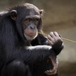 Tragic Farewell: Beloved Monkey’s Journey Ends After Zoo Examination