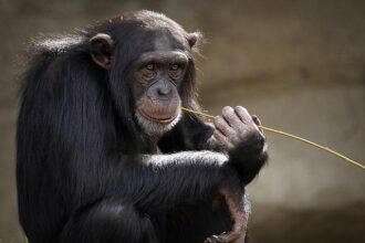 Tragic Farewell: Beloved Monkey’s Journey Ends After Zoo Examination