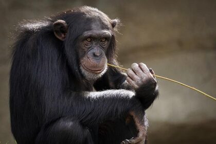 Tragic Farewell: Beloved Monkey’s Journey Ends After Zoo Examination