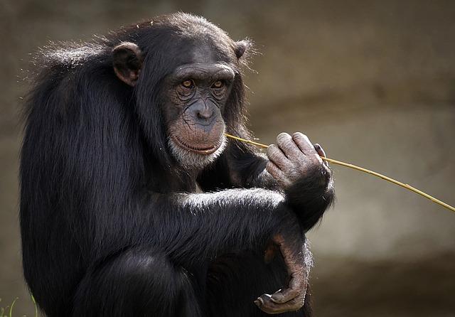 Tragic Farewell: Beloved Monkey’s Journey Ends After Zoo Examination