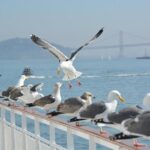 San Francisco land is worth a fortune. There are still more than 2,000 parcels sitting undeveloped – San Francisco Chronicle