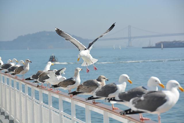 San Francisco land is worth a fortune. There are still more than 2,000 parcels sitting undeveloped – San Francisco Chronicle