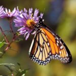 50 giant monarch butterfly sculptures on display at Santa Rosa’s Howarth Park
