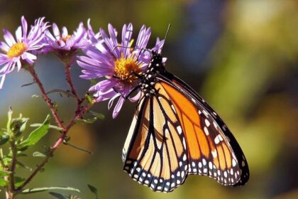 50 giant monarch butterfly sculptures on display at Santa Rosa’s Howarth Park