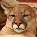 Video: Mountain lion roaming San Francisco captured