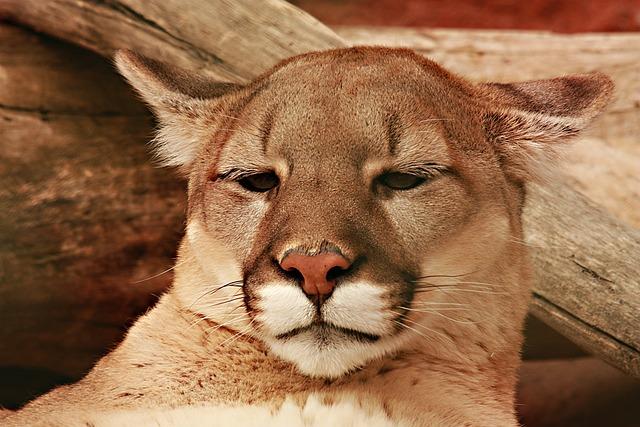 Video: Mountain lion roaming San Francisco captured