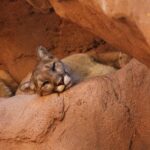 Wild Encounter: Mountain Lion Roams the Streets of San Francisco!