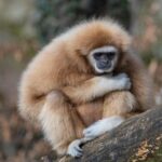 ZooLights Dazzles Once More at SF Zoo After an 8-Year Hiatus!
