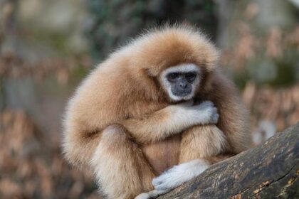 ZooLights Dazzles Once More at SF Zoo After an 8-Year Hiatus!