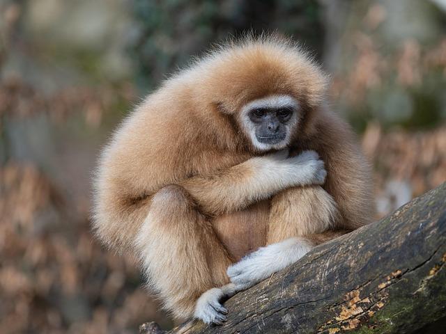 ZooLights Dazzles Once More at SF Zoo After an 8-Year Hiatus!