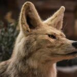 Unexpected Visitor: A Coyote’s Wild Adventure in Petaluma!