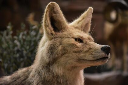 Unexpected Visitor: A Coyote’s Wild Adventure in Petaluma!